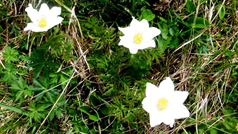 Antécîme Roc de Poyez (1935 m)