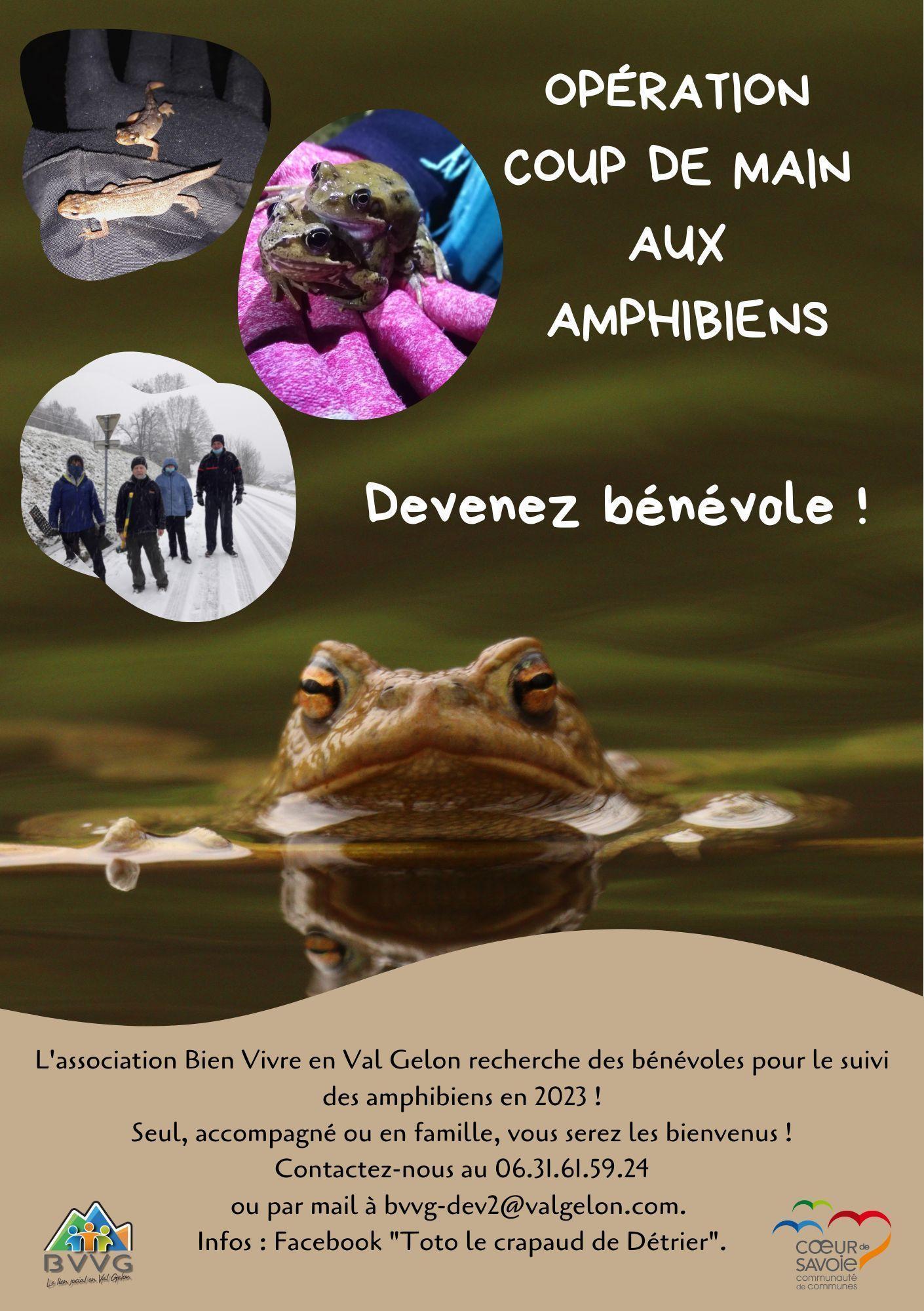 Recherche de bénévoles pour le sauvetage des amphibiens