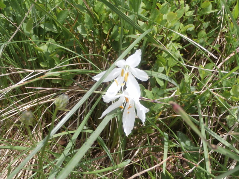 L’attribut alt de cette image est vide, son nom de fichier est Val-Pelouse-col-dArpingo_33.jpg.