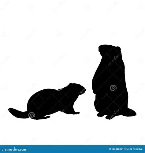Marmottes noires